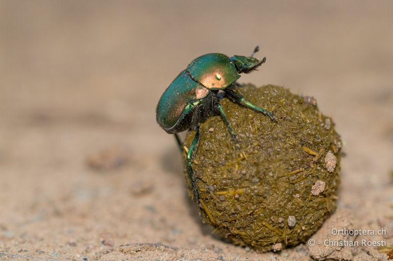 Pillendreher, Green Dung Beetle (Garreta cf. nitens) - SA, Limpopo, Mutale, Pafuri River Camp, 04.01.2015