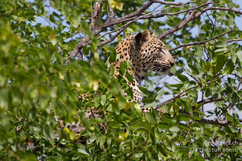 Leopard - SA, Limpopo, Krüger Park, Letaba, 05.01.2015
