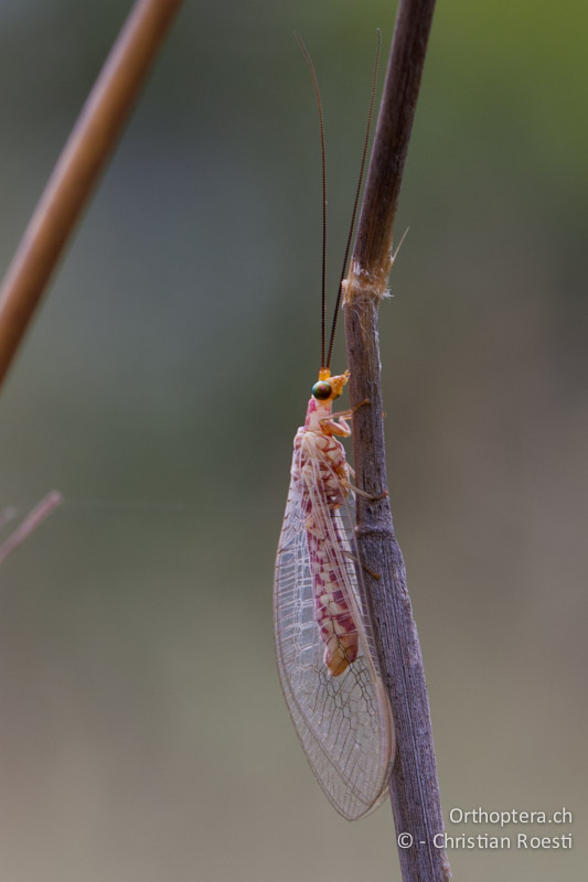 Florfliege (Neuroptera) - SA, Nort West, Rustenburg, Magaliesberg, 15.01.2015