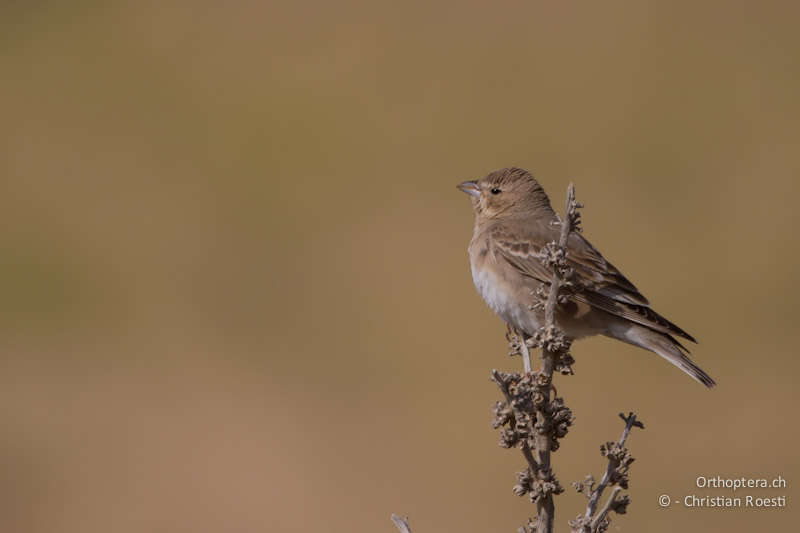 Singendes Männchen des Fahlsperlings (Pale Rock Sparrow, Carpospiza brachydactyla). Der insektenähnliche Gesang ist in der Tongalerie weiter unten zu hören. Dana, 25.05.2011