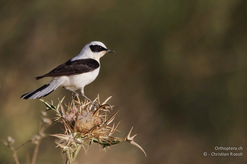 Männlicher Balkansteinschmätzer (Eastern Black-eared Wheatear, Oenanthe melanoleuca). Eine Gesangsaufnahme mit interessanten Imitationen ist in der Stimmengalerie zu hören. Dana, 20.05.2011