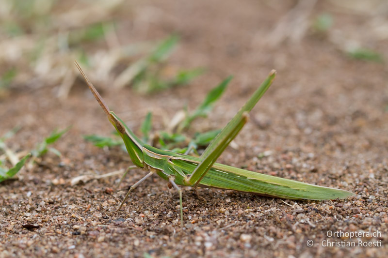 Acrida ungarica ♀ - FR, Var, Fréjus, 25.09.2014