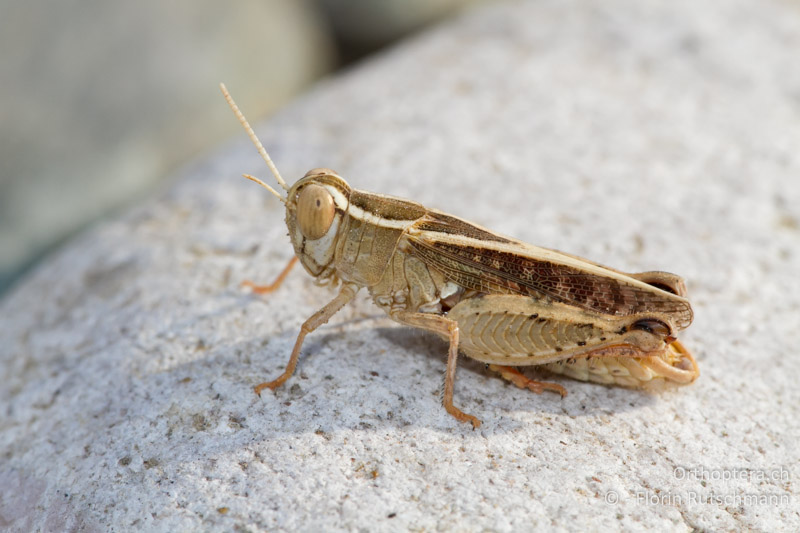 Calliptamus barbarus