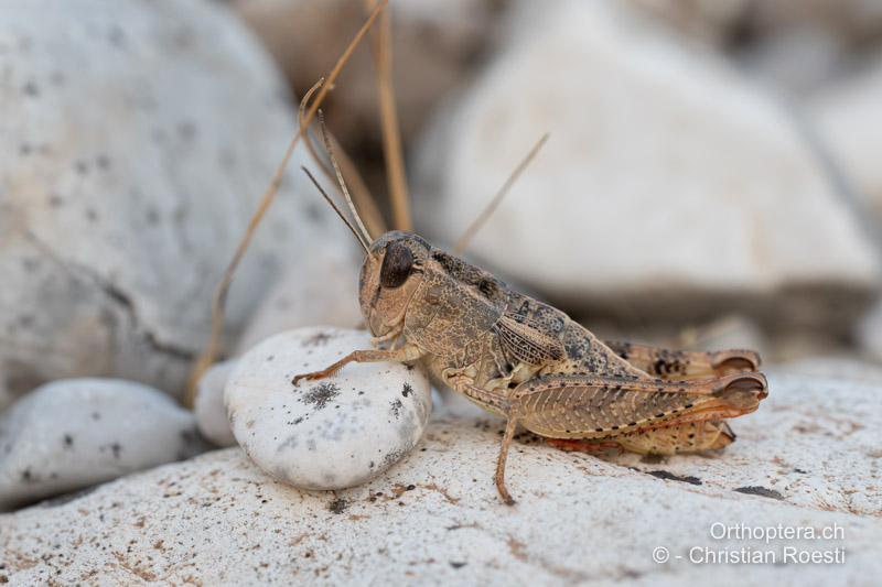 Paracaloptenus caloptenoides ♀ - AL, Gjirokastra, Humelicë, 22.06.2024