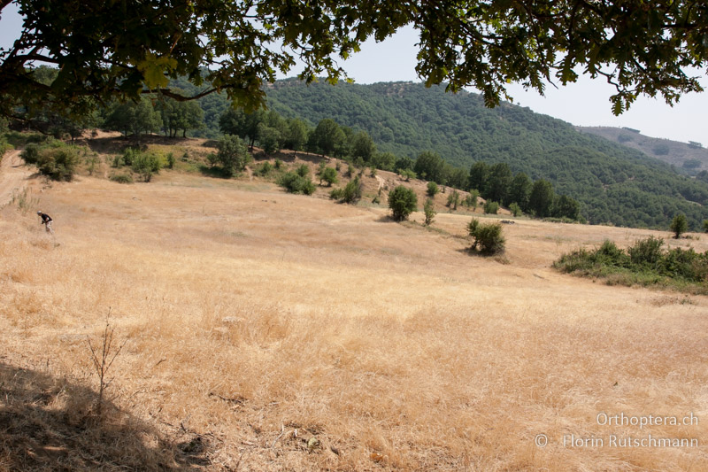Trockene Ackerbrache - GR, Thessalien, Meteora, 17.07.2012