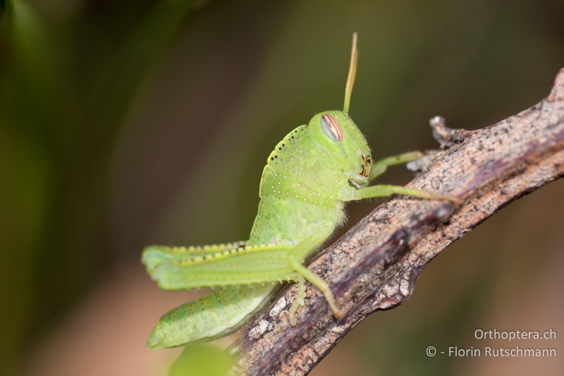 Larve von Anacridium aegyptium - HR, Zadarska, Starigrad, 17.07.2010