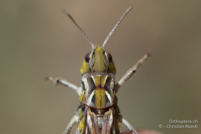Halsschild von Aeropedellus variegatus ♀ oben mit den stark geknickten Seitenkielen - CH, GR, Muottas Muragl, 19.09.2019