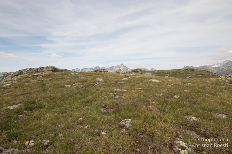 Alpiner Rasen mit Alpenazalee - CH, GR, Muottas Muragl, 22.07.2019
