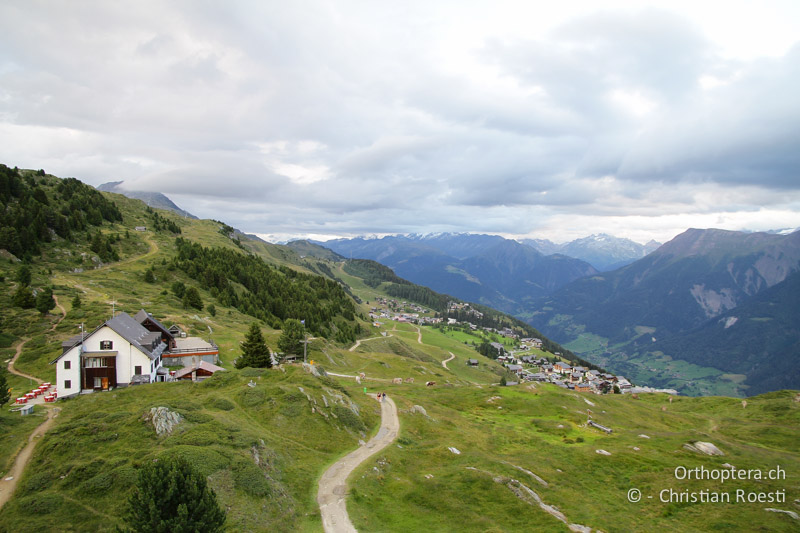 Zwergstrauchheiden - CH, VS, Riederalp, 22.07.2010