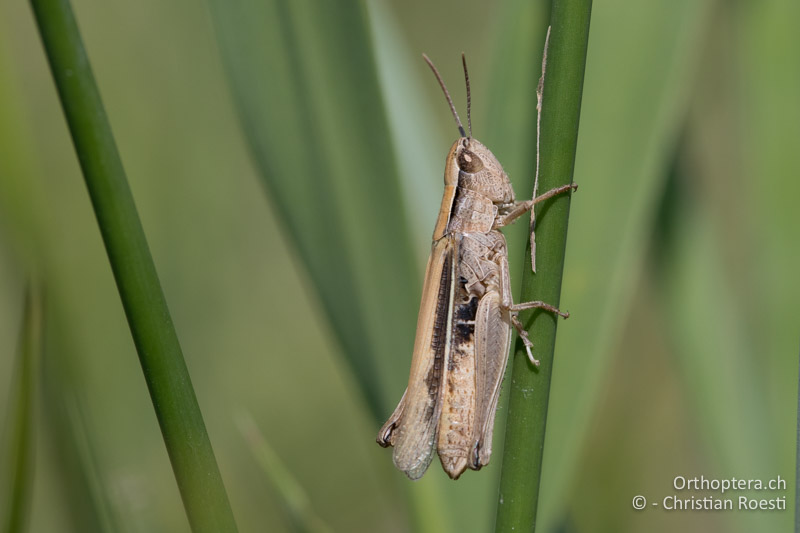 Chorthippus oschei ♀ - GR, Westmakedonien, Kleiner Prespasee, 13.07.2017