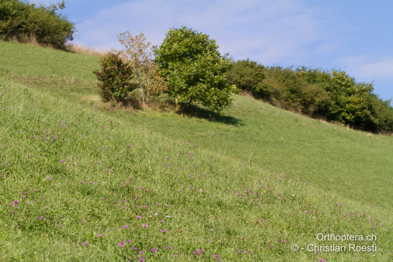 Extensive Wiese im Mittelland - CH, BE, Bremgarten, 13.09.2013