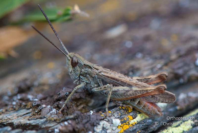 Chorthippus mollis ♂ - FR, Pyrénées-Orientales, Osseja, 04.10.2010
