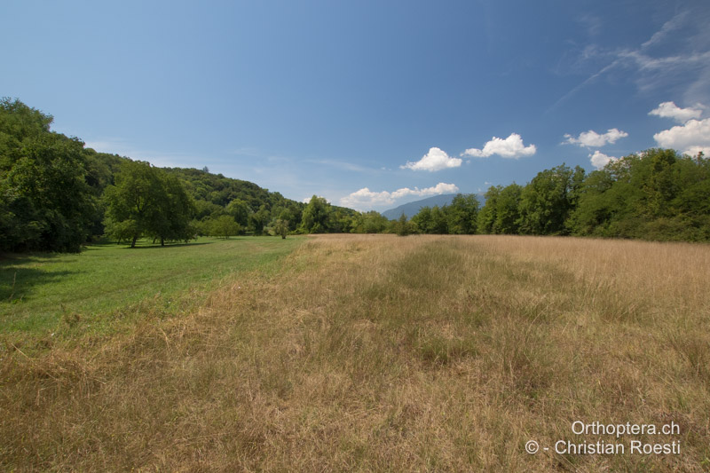 Magerwiese - CH, GE, Cartigny, 27.07.2018