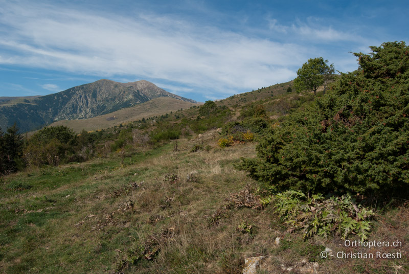 Strukturreiche Bergweide - FR, Pyrénées-Orientales, Corsavy, 03.10.2010