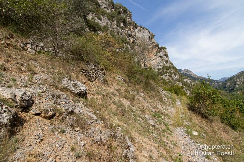 Trockenwarmer kalkiger Hang - FR, Alpes-Maritimes, Fontan, 23.09.2014