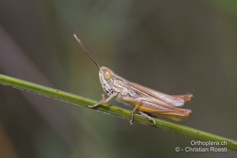 Euchorthippus elegantulus ♂ - FR, Hérault, La Grande-Motte, 10.07.2014