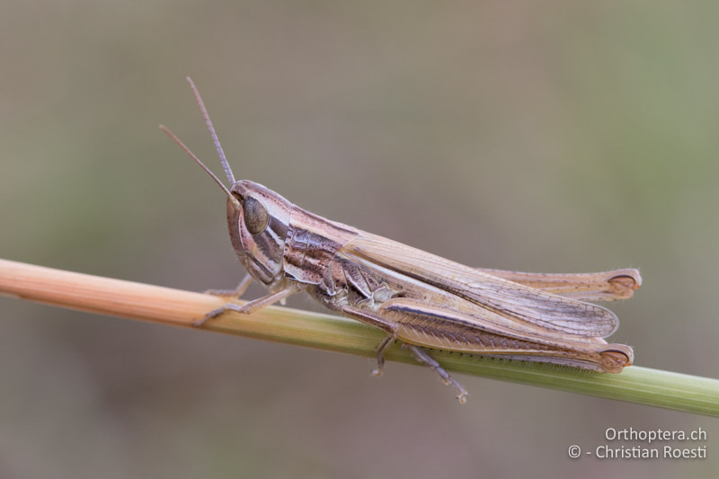 Euchorthippus pulvinatus ♀ - HU, Mitteltransdanubien, Tapolca, 06.07.2016