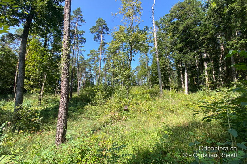 Offener Föhrenwald mit aufkommenden Büschen wie Brombeeren, hier lebt Gomphocerippus rufus in individuenstarken Populationen - CH, AG, Gallenkirch, 23.08.2024
