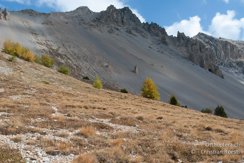 Kalkhaltiger Untergrund mit Silberwurzteppichen - FR, Hautes-Alpes, Col d'Izoard, 01.10.2009