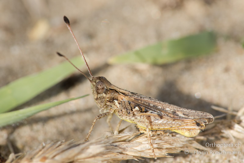 Myrmeleotettix antennatus ♂ - HU, Südliche Grosse Tiefebene, Kecskemét, 08.07.2016