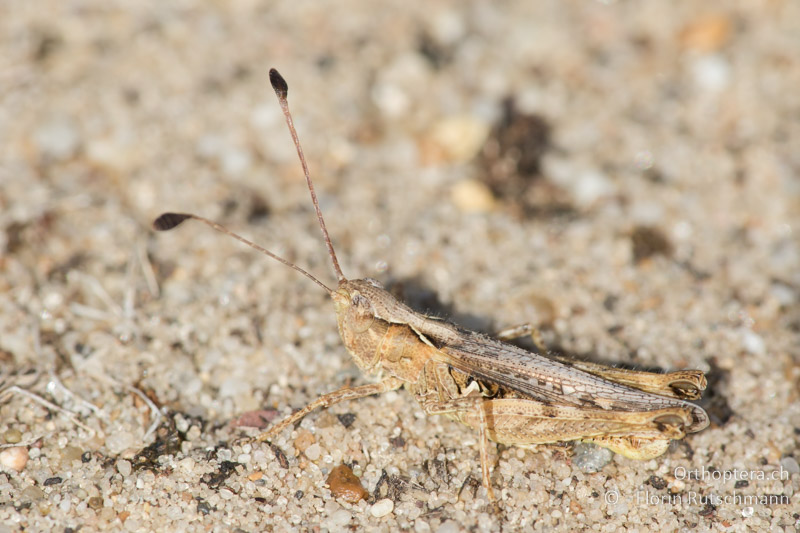 Myrmeleotettix antennatus ♂ - HU, Südliche Grosse Tiefebene, Kecskemét, 08.07.2016