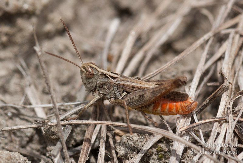 Omocestus haemorrhoidalis