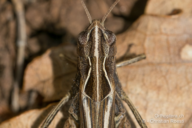 Halsschild von Omocestus rufipes ♀, sehr seltene Variante ohne grün - HR, HR, Primorje-Gorski Kotar, Cres, 23.07.2015