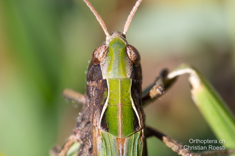 Halsschild von Omocestus rufipes ♀ - CH; AG, Mettauertal, 25.08.2022