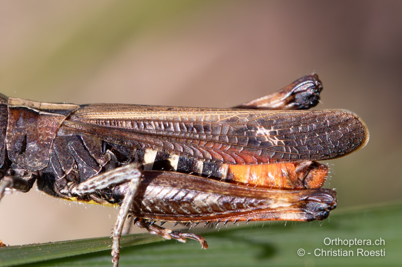 Vorderflügel von Omocestus rufipes ♂. Weder Präcostal- noch Medialfeld sind erweitert - CH, AG, Mettauertal, 25.08.2022