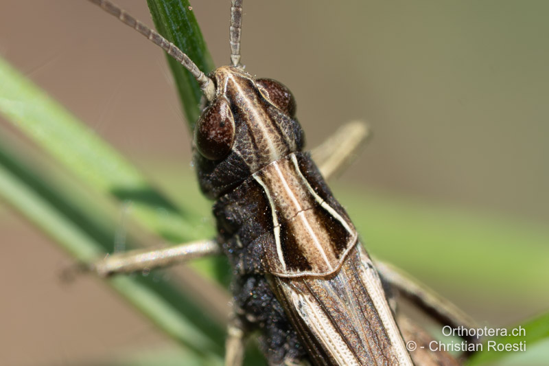 Halsschild von Omocestus rufipes ♂ - CH, AG, Densbüren, 24.08.2024