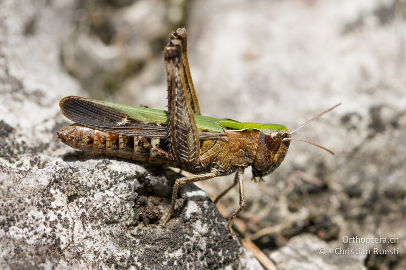 Omocestus rufipes ♀ - CH, TI, Mt. Caslano, 14.09.2012