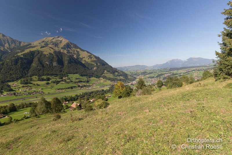 Individuendichter Standort, extensive Rinderweide in den Voralpen - CH, BE, Reichenbach im Kandertal, 13.09.2019