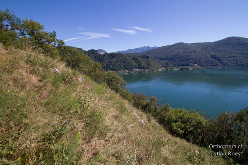 Trockene Waldlichtung - CH, TI, Mt. Caslano, 14.09.2012