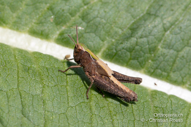 Omocestus rufipes ♀ im 4. und letzten Larvenstadium - RO, Crișana, Gurahonț, 08.07.2020