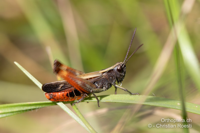 Omocestus rufipes ♂ - CH, BE, Sigriswil, 13.08.2021