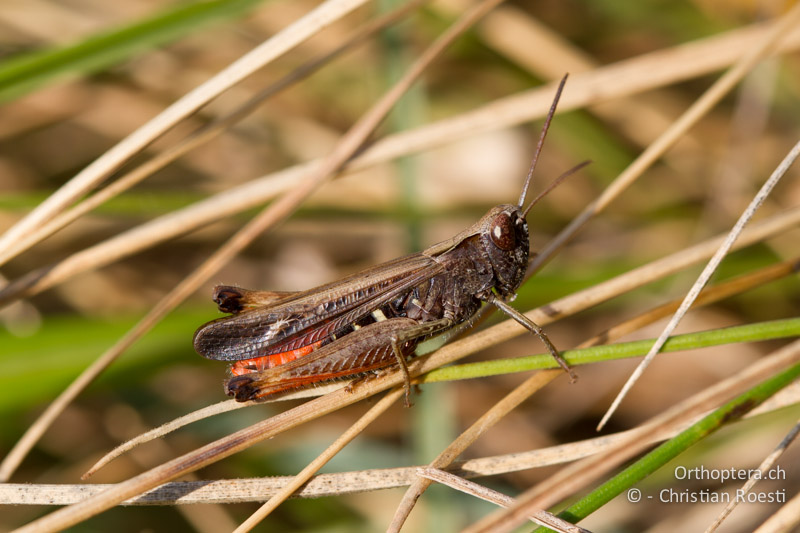 Omocestus rufipes ♂ - CH, TI, Monte im Muggiotal, 04.09.2013