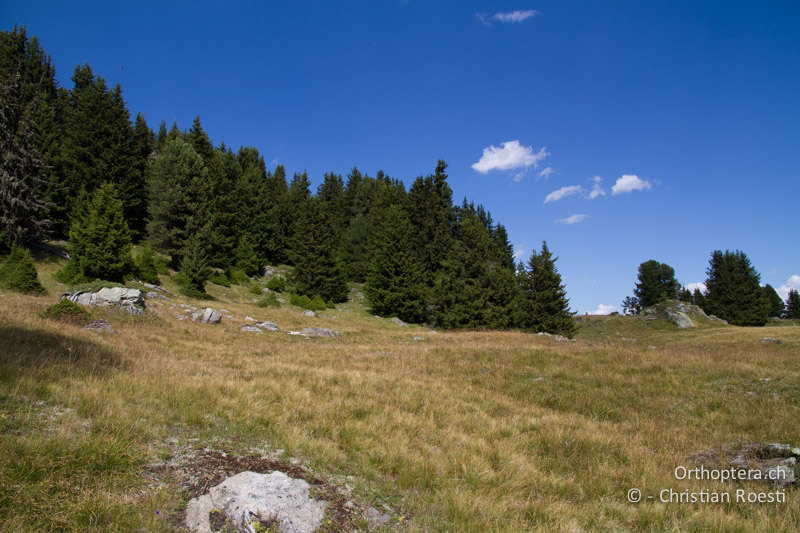 Extensive Rinderweide in Waldlichtung - CH, VS, Riederalp, 20.08.2011