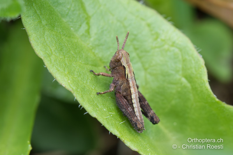 Omocestus viridulus im 2. Larvenstadium - CH, BE, Lauterbrunnen, 03.06.2016