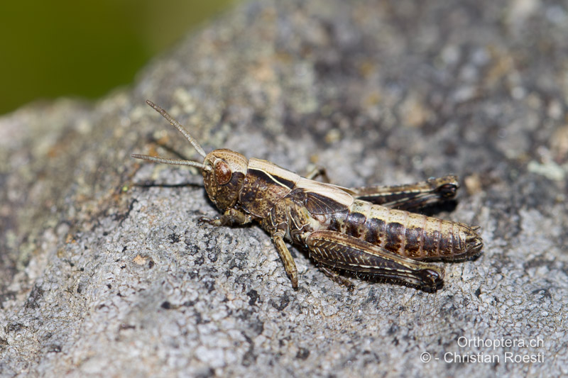 ♂ von Omocestus viridulus im 4. und letzten Larvenstadium - CH, TI, Faido, 11.08.2016
