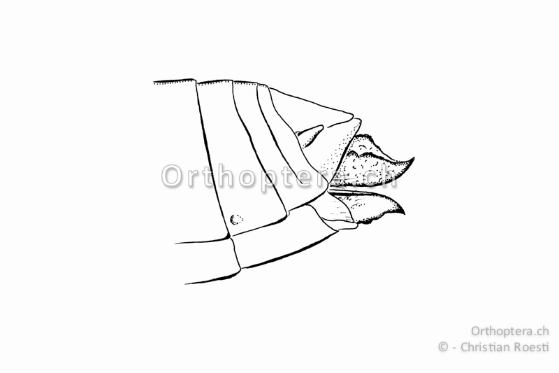 Hinterleibsende von Podismopsis keisti ♀. Die Legeröhrenklappen sind kurz und kräftig.