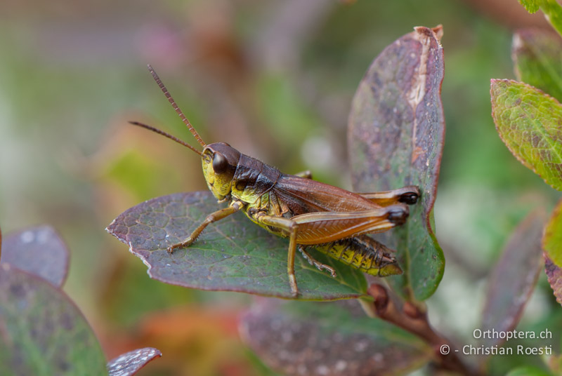 Podismopsis keisti
