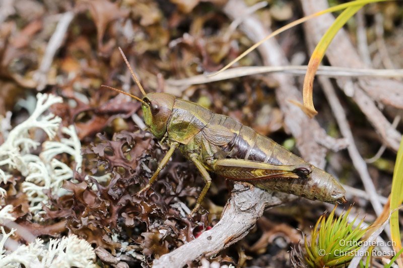 Podismopsis styriaca ♀ - AT, Kärnten, Reichenfels, 16.09.2016