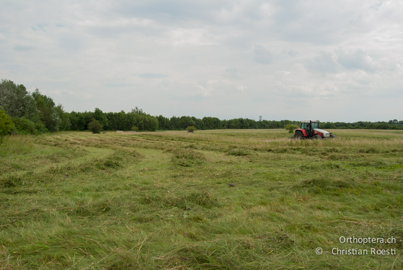 Extensiv bewirtschaftete Wiese - AT, Niederösterreich, Ebergassing, 25.06.2008