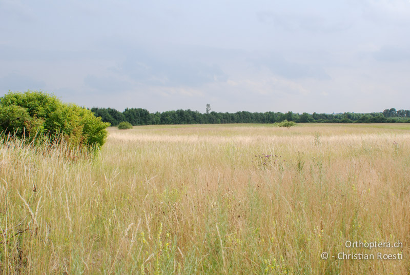 Langgrasige Steppe - AT, Niederösterreich, Ebergassing, 26.06.2008
