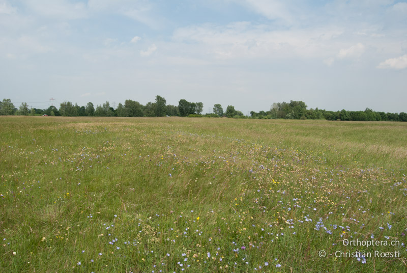 Blütenreiche Magerwiese - AT, Niederösterreich, Ebergassing, 25.06.2008