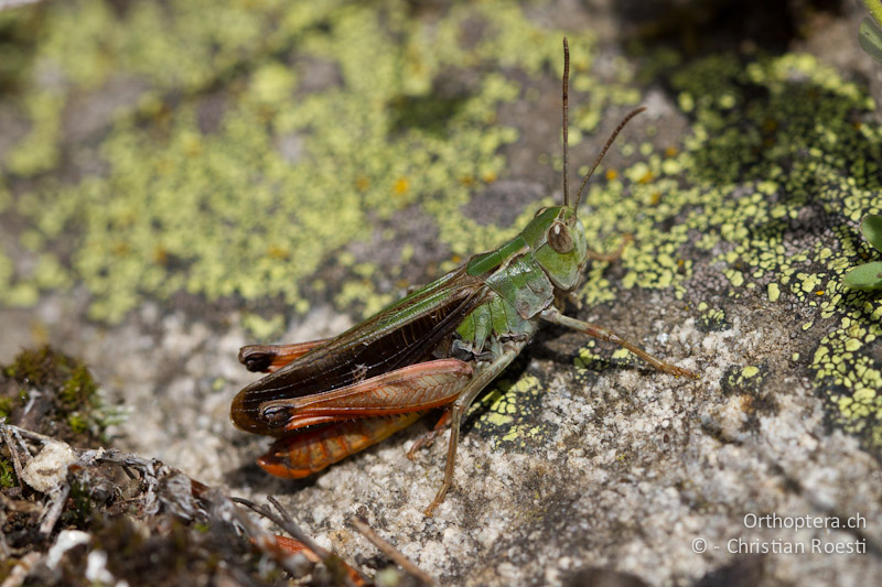 Stenobothrus rubicundulus ♂ - CH, VS, Bitsch, 19.08.2011