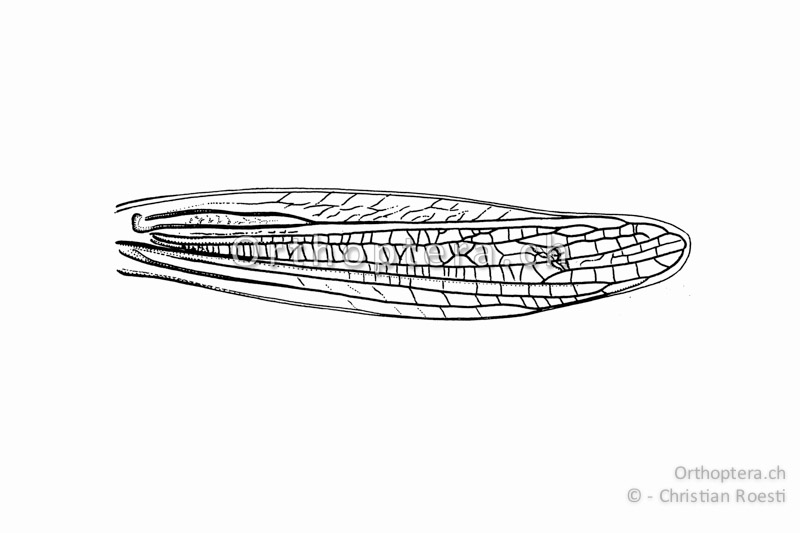 Linker Vorderflügel von Stenobothrus stigmaticus ♂.