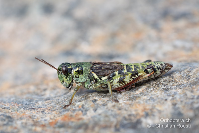 Bohemanella frigida ♀ - CH, VS, Saas-Balen, 18.09.2024