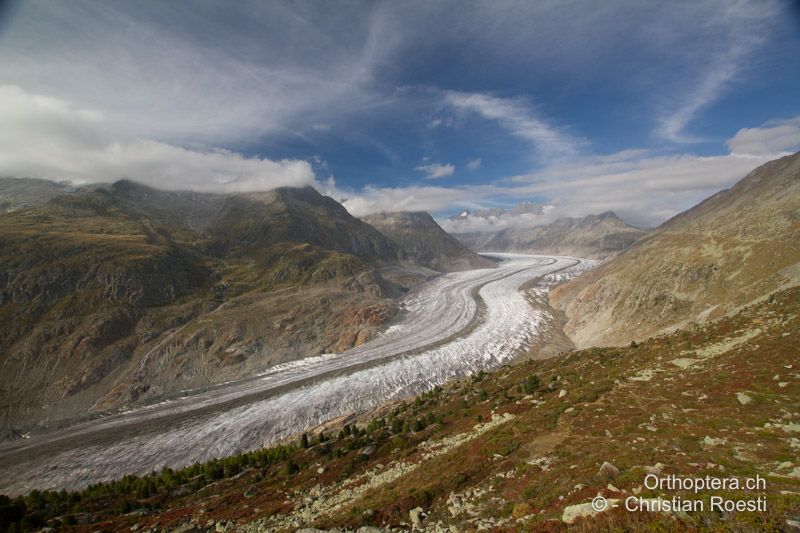 Zwergstrauchheide vor dem Aletschgletscher - CH, VS, 23.09.2012