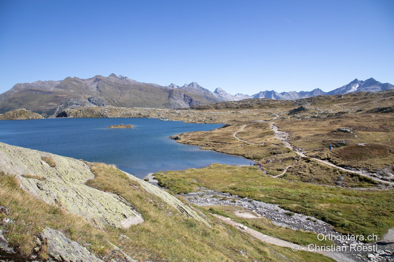 Alpine Rasen auf Silikat - CH, VS, Grimsel, 05.09.2023